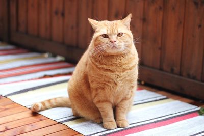 British shorthaired cat 