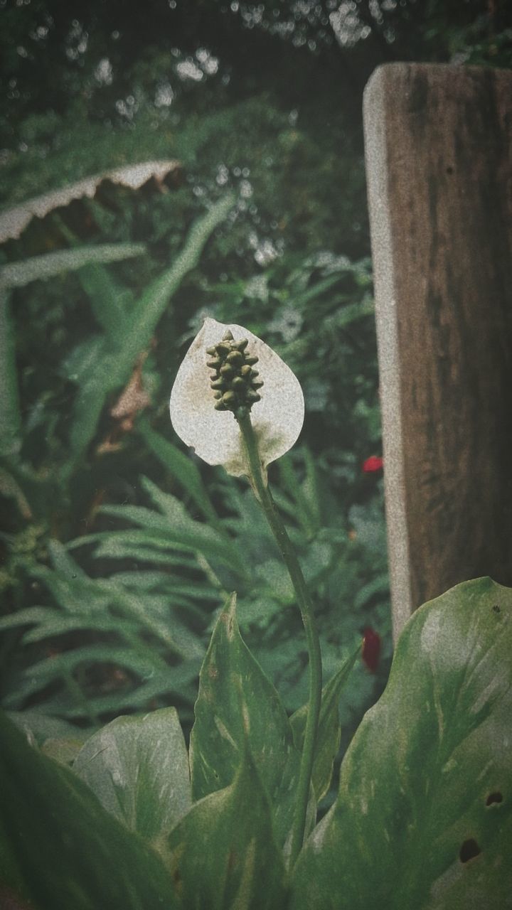 plant, green, leaf, growth, nature, plant part, flower, close-up, no people, beauty in nature, day, outdoors, focus on foreground, tree, flowering plant, animal, freshness, animal wildlife, forest, land, animal themes, vegetable, mushroom