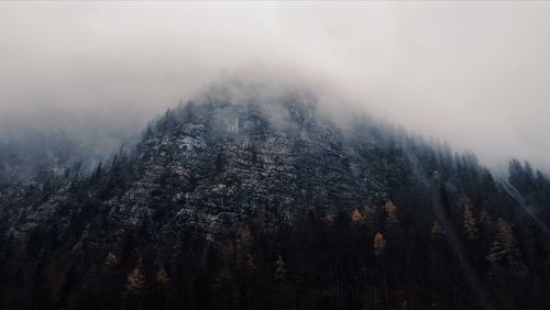 Pine trees in forest during foggy weather