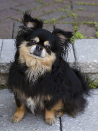 Cute rare tan and black tibetan spaniel sitting on front step