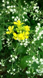 Close-up of yellow flower