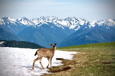 Deer standing on snowcapped mountains against clear sky