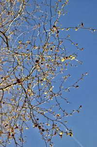 Low angle view of flower tree against blue sky