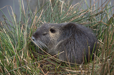 Nutria's puppy crouched in the grass