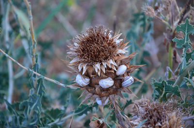 Close-up of wilted plant on field