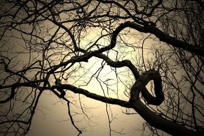 Low angle view of bare tree against sky