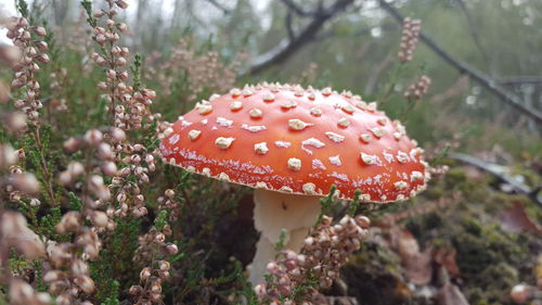 Close-up of mushroom growing on field