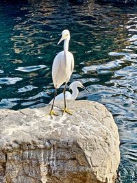 Bird perching on rock by lake