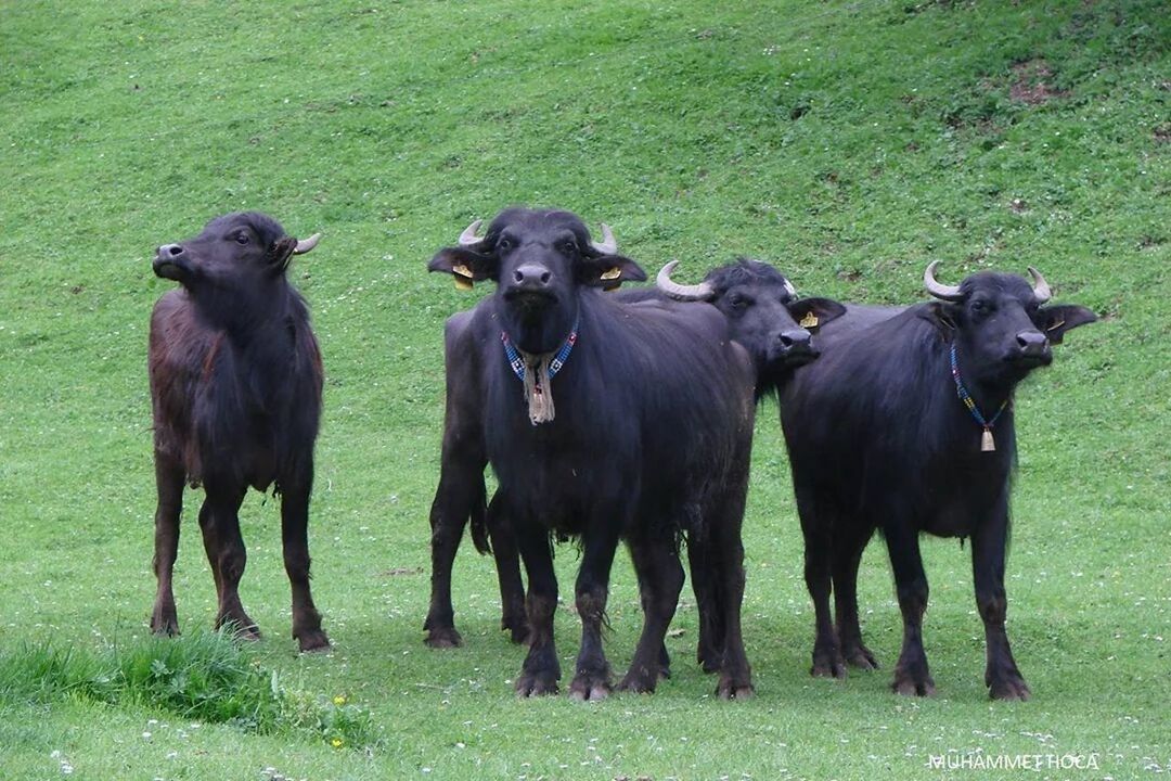 animal themes, grass, field, domestic animals, livestock, mammal, grassy, green color, horse, grazing, two animals, herbivorous, cow, pasture, nature, medium group of animals, standing, day, togetherness, domestic cattle