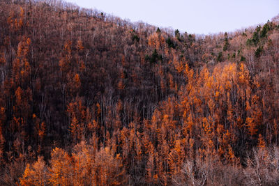 Pine trees in forest during autumn