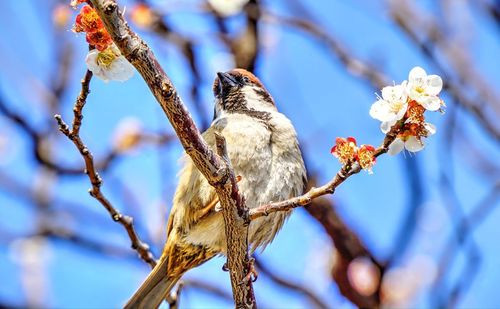 Close-up of bird perching on tree
