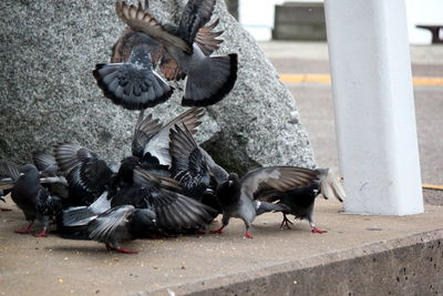 Close-up of birds