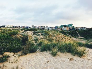 Plants growing on beach against sky in city