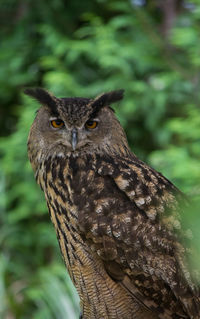 Close-up portrait of owl against tree