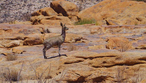 Klipspringer in the nature reserve in augrabies falls national park south africa