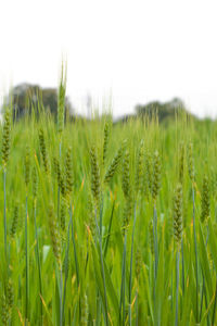 Close up of young green wheat on the field