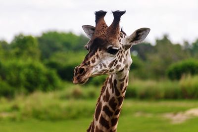 Close-up of giraffe at masai mara national reserve