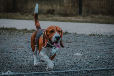 Portrait of dog running on street