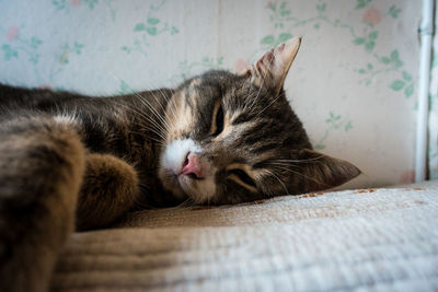 Close-up of cat relaxing