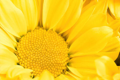 Full frame shot of yellow flower