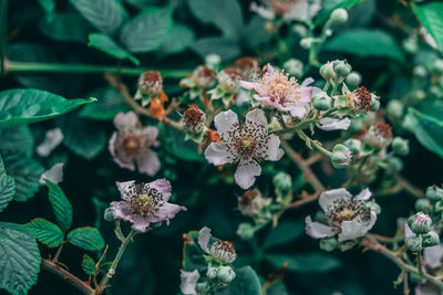 Close-up of flowering plant