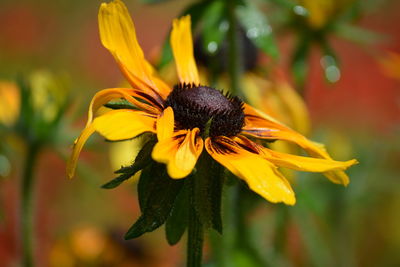 Close-up of yellow flower blooming outdoors
