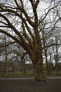 Bare trees on landscape