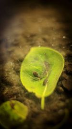 High angle view of green leaf in lake