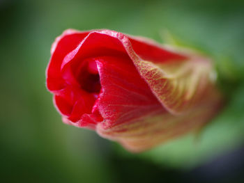 Close-up of red rose