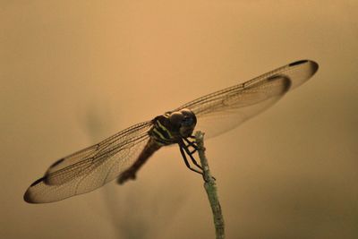 Close-up of dragonfly on twig