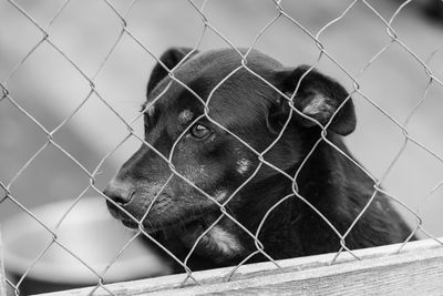 Close-up of dog looking away