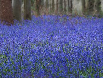 Purple flowers blooming in field