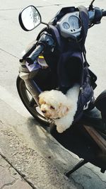 High angle view of dog sitting in car