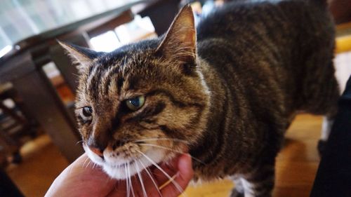 Close-up of hand holding cat at home