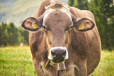 Portrait of cow on field