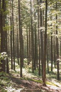 Trees in forest