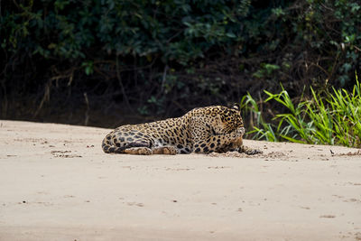 Jaguar, panthera onca, lying on a sand bank on cuiaba river in the pantanal, brazil