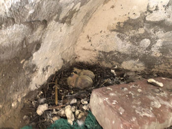 High angle view of bird