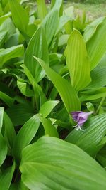 Close-up of green leaves on plant