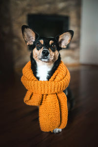 Close-up portrait of dog with scarf