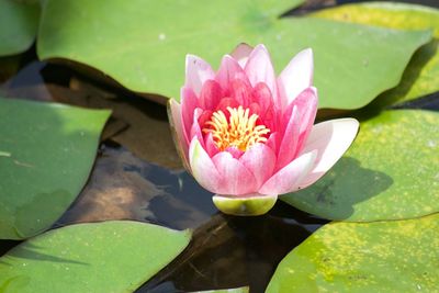 Close-up of lotus water lily in pond