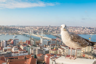 Seagull perching against cityscape and sky