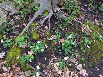 High angle view of flowering plants and trees on field