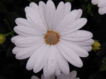 Close-up of wet flower in rainy season