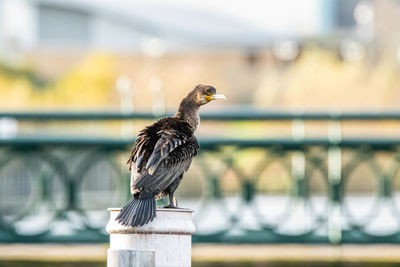 Close-up of bird perching on wooden post