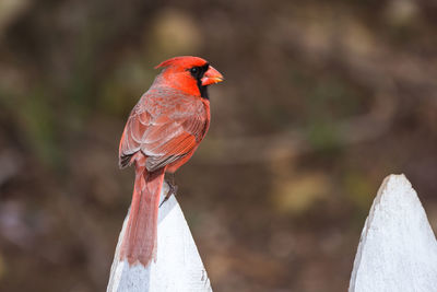 Close-up of bird perching on red outdoors