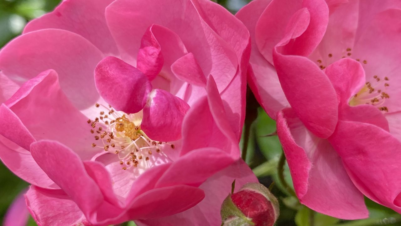 CLOSE-UP OF PINK ROSES ON FRESH RED FLOWER