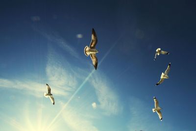 Low angle view of seagulls flying against blue sky