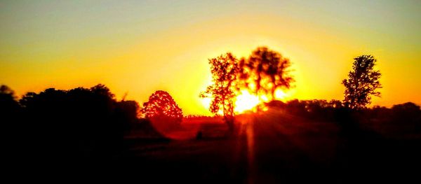 Silhouette of trees at sunset