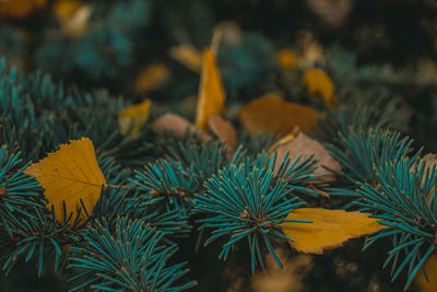 Close-up of fresh yellow plants